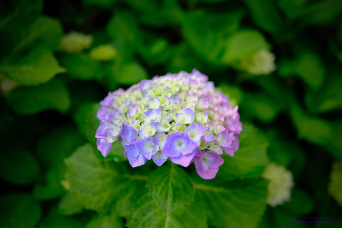 お写ん歩: FUJIFILM XF18mmF1.4 R LM WRアーカイブ お写ん歩: FUJIFILM XF18mmF1.4 R LM WRアーカイブ